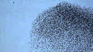 60.000 Starlings in Flight.mpg