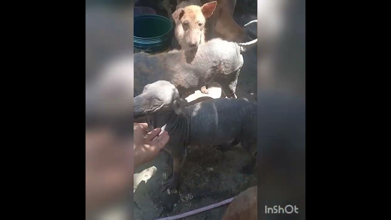 update vedio on God sanctuary for stray animals