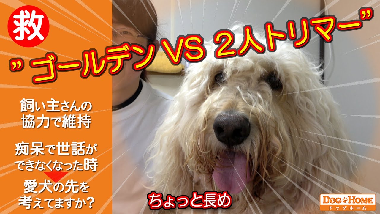 おしゃべりトリマー：【ゴールデンドゥードル】世話ができなくなった時の事を考えたことありますか？・手入れの習慣【ルーチェちゃんのシャンプー編】 ୧∵トリミング サロン DOG HOME ドッグホーム∵୨