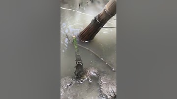 Đặt Cá Thòi Lòi Rừng Ngập Mặn Một Em Cá Thòi Lòi To || @đoàn 39 Vlog #Shorts