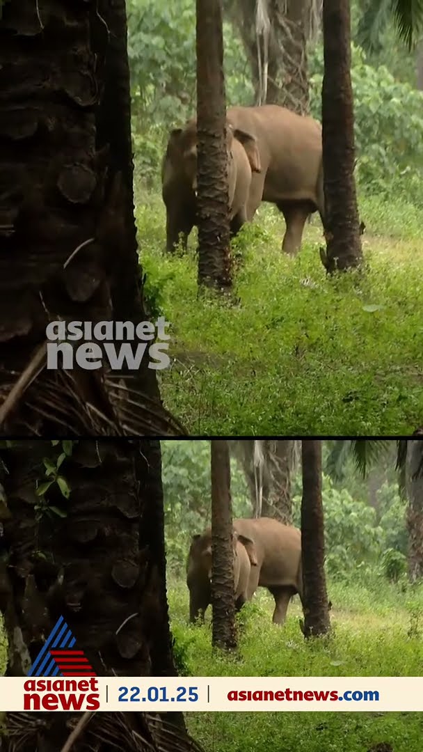 കൊമ്പുകോർത്ത് കാട്ടാനകൾ