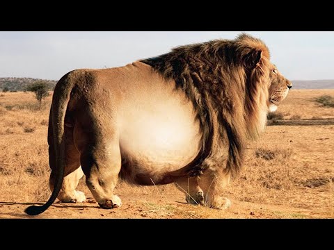 10 FATTEST Animals