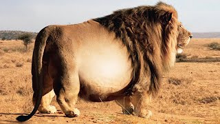 10 FATTEST Animals in the World You Won't Believe Exists