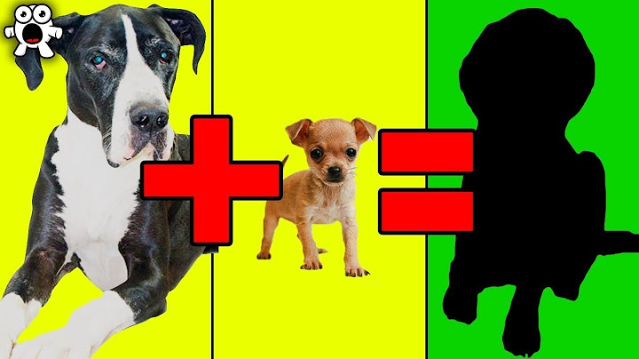 Cruzamentos De Raças De Cães Incrivelmente Fofos