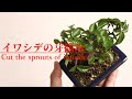 イワシデの芽摘み【盆栽】-Cut the sprouts of iwaside bonsai-Japanese Bonsai