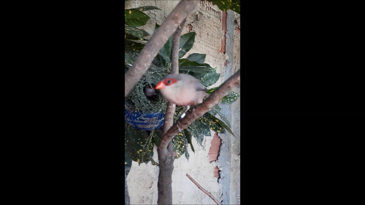 camera iphone 8 plus apk Casal de Bico de Lacre do PiscaL construindo ninho (mostrado de perto)