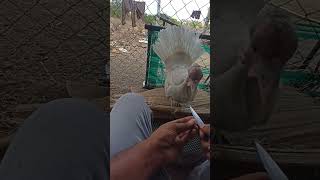 white peacock turkey #farming #agriculture #saveearthsavelife