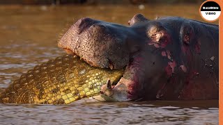 Crocodiles Are The Last Thing Hippos Want To Party With in The Wild