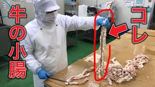 【牛ホルモン】 原料は１本の繋がった状態 ホルモン商品化まで　スモールインテッセン オーストラリア産 牛小腸