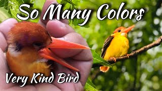 So Many Colors Bird - Relaxing Nature