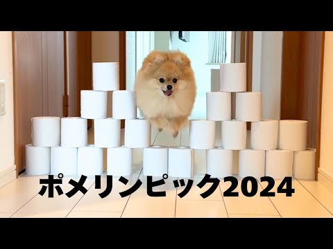 金メダルを狙うポメラニアン