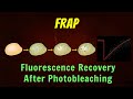 Fluorescence recovery after photobleaching frap animation