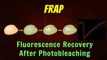 Fluorescence Recovery After Photobleaching (FRAP) Animation