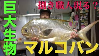 マンボーみたいな謎の魚を捌く【巨大生物】