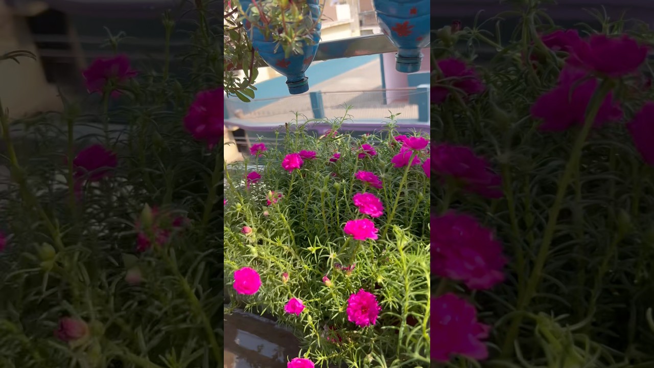 फूलो की बरसात 🌸🌿🌸🌱🌸🌿 #gardening #garden #shortsfeed #plants #nature #summer #flowers #shorts