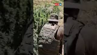 Carabineros decomisa más de 20.000 plantas de marihuana en Monte Patria