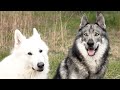 5 lthologie du chienvient du loup