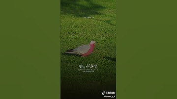 (وما من دابة في الارض الا على الله رزقها ويعلم مستقرها ومستودعها كلٌ في كتابٍ مبين) من سورة هود