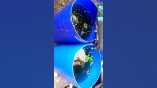 BUDIDAYA GURAME DALAM DRUM