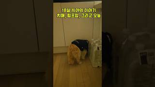 18살 시아의 이야기치매, 림프암, 그리고 오늘 #노견일기  #치매강아지  #노견  #유기견 #강아지일상  #노령견  #반녀견브이로그 #강아지사랑  #강아지림프암  #반려견힐링