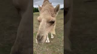IMG 2455