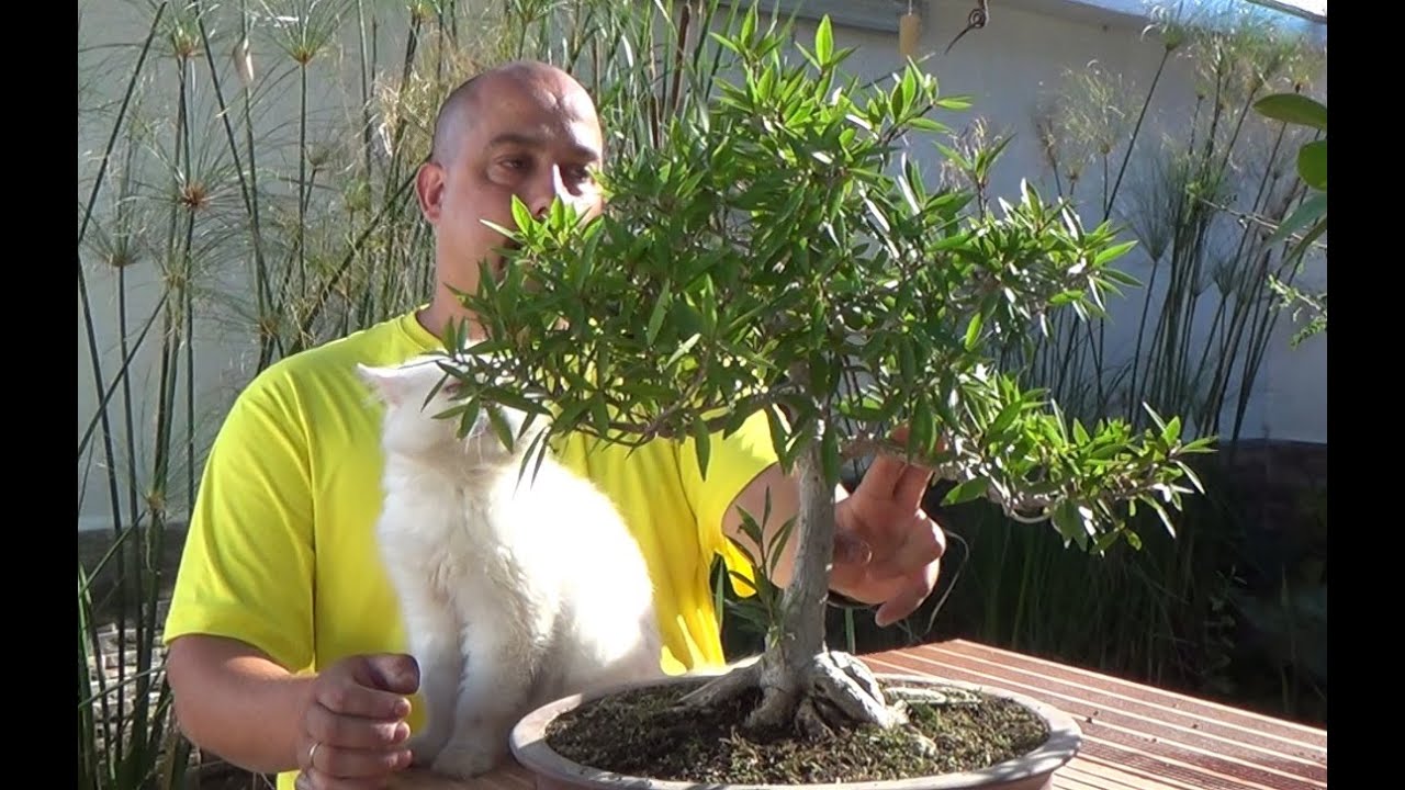 Bonsai tropical bonsai bosque de la armonia