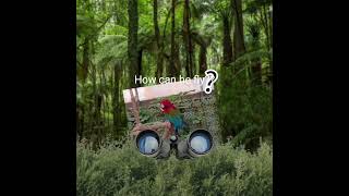 Helicopter Helicopter