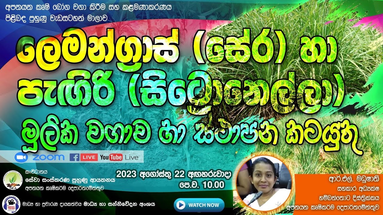 ලෙමන් ග්‍රාස් සහ පැඟිරි මූලික වගාව සහ ස්ථාපන කටයුතු