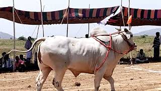 One Jathi Gittalu Power Full Gittalu Bull Racing Rajasam