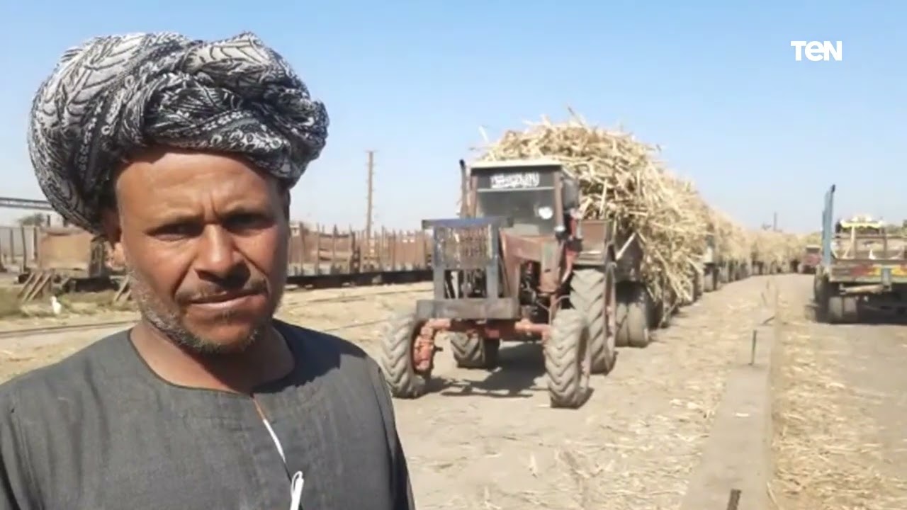 انطلاق موسم إنتاج السكر المحلى من القصب في مصانع كوم أمبو بأسوان