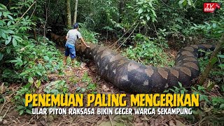 MENGERIKAN‼️ Rekaman Ular Piton Raksasa Yang Habis Memangsa 2 Warga Sekaligus Ditemukan di Hutan