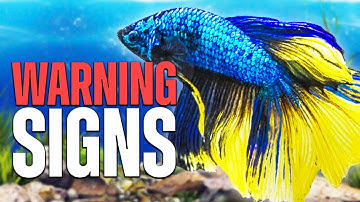 3 Signs Your Betta Fish is Dying: What You Need to Know