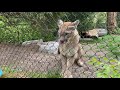 Home Safari – Cougars – Cincinnati Zoo