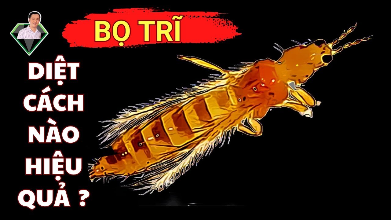 NÓNG: Diệt Bọ Trĩ, Trị Bù Lạch, Rầy Lửa Hiệu Quả – Nhà Vườn Cần Biết Ngay! | Lương Hồng Sơn