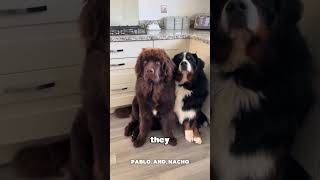 This is the Newfoundland dog 🐕 a very cute fluffy dog #newfoundlanddog #newfoundlandpuppy