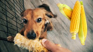 Mini Dachshund Tries Corn For The First Time Cute Dog Video 4K