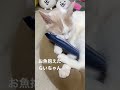 お魚抱えたらいちゃん
