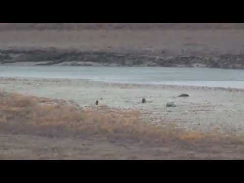 Grizzly Bear Kills Caribou RAW footage!! This Bear is RELENTLESS