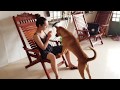 THE SNACK TIME WITH CUTE GIRL AND LOVELY DOG