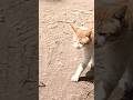 when chocho see me#cat#catvideos #studywithmeandmycat #funnyanimal #cutecat#Cute#kitten