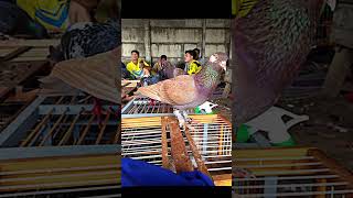 event 1 milyar merpati kolong #fyppppppppppppppppppppppp #viral #merpati