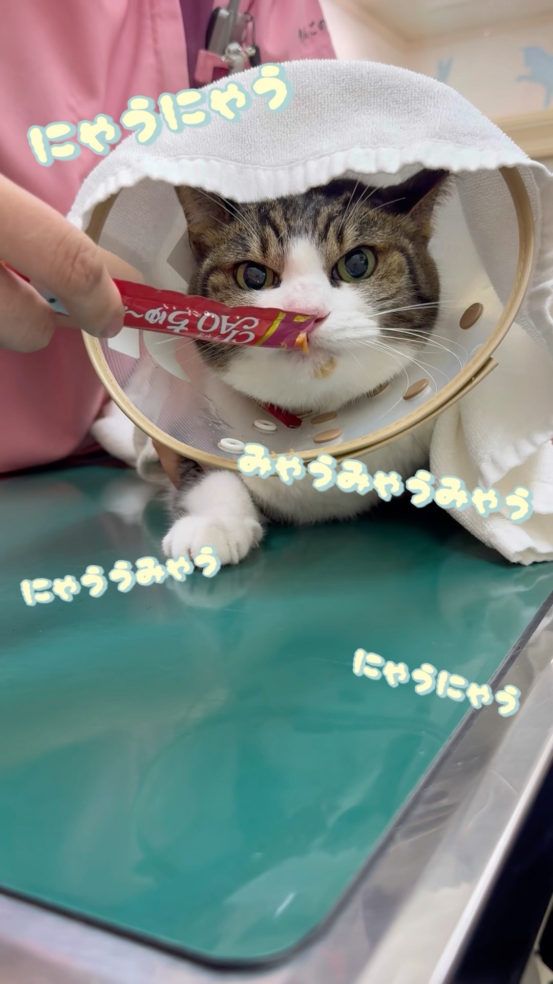 The deadly snack strategy!] An eventful cat health check begins