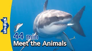 Meet the Animals 44 min | Shark, Alligator, Cheetah, Fox, Bear, Gorilla | Educational Videos image