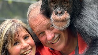 Almost 7 year old Chimpanzee Limbani reunion with human caretakers (Full)