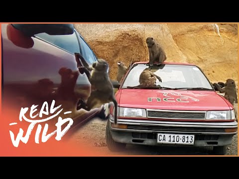 Real Life Baboon Gang Steal Cars, Handbags and Antagonize Humans | Baboon Bandits | Real Wild