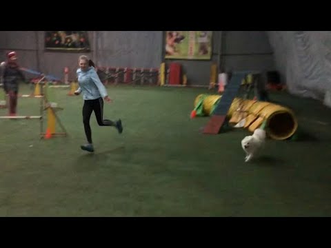 Spitz Zorro agility training