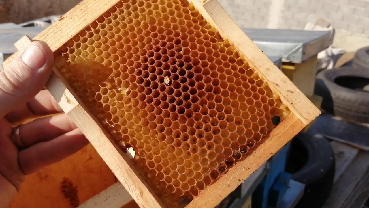 Nuclee de imperechere.  Ce mai buna varianta.