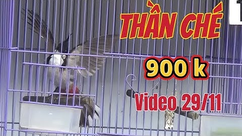 Siêu Phẩm Thần Ché-13 Bổi Vip Mơ Rừng/Ché Nát Giàn Khét Lẹt/Chơi Cánh Tốc Độ Xé Gió//Giá từ 900k