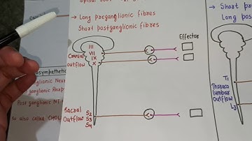 Autonomic Nervous System ( Introduction )