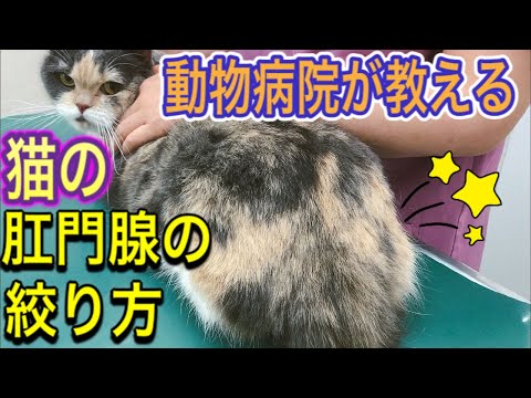 【猫の肛門腺の絞り方】動物病院が教える猫の肛門腺の絞り方について分かりやすく解説！